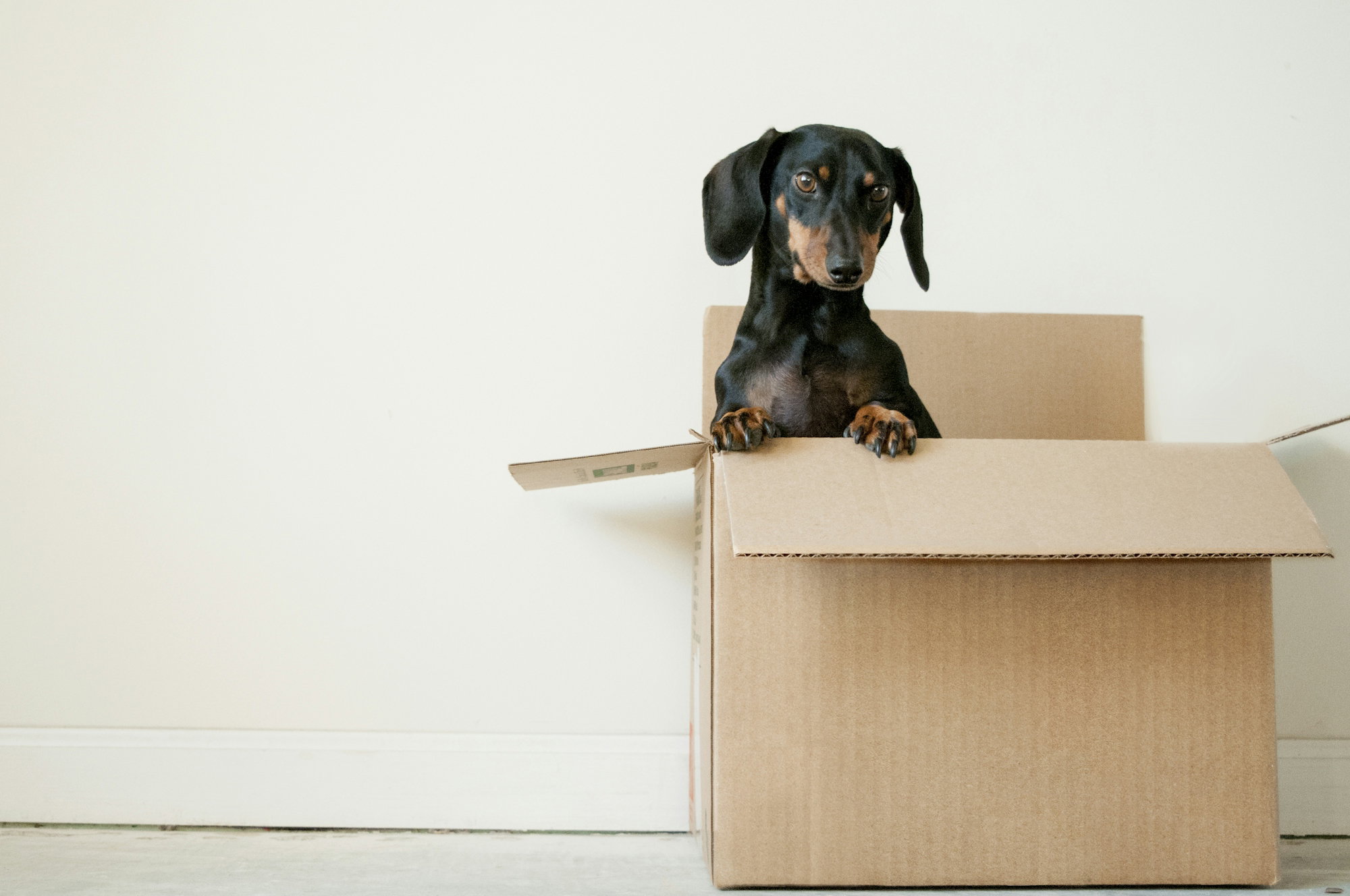 black-and-brown-dachshund-standing-in-box.jpg black and brown Dachshund standing in box